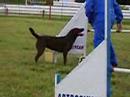 Athenea y Pablo.Jumping Agility Pucara.Fecha:17/03/07Categoria: Standar, Starters. Agility Pucará VeteransNombre del ejemplar: AtheneaRaza: Labrador Retriever.Nombre del guia: Pablo.Clasificacion: MB/EXC (nose cual de las 2.. xD)Faltas: 10 (2 rehuses en la valla nº 8)Tiempo: 52 segs aprox. Mas las faltas: 1:02 mins aprox.Muy bien Athe!Espero que les gusteeNicole Kiara y Kacey