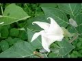 bokurano sedai (ニュース編)