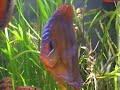 SA 540 Discus Santarem 2008-11-21.wmv