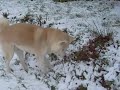 Akita Inu: Bara and Ashitaka in the snow (12/2009 O Chanur Kennel)