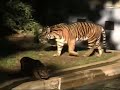 A look at Soy, the Sumatran tiger mom, and a couple of her cubs, one of whom gets a quick dip in the moat.