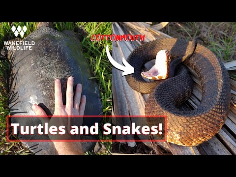 YouTube reptile video