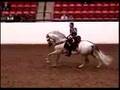Andalusians Santiago and Armand in Gladiators