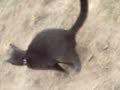 blue rushian cat pooping