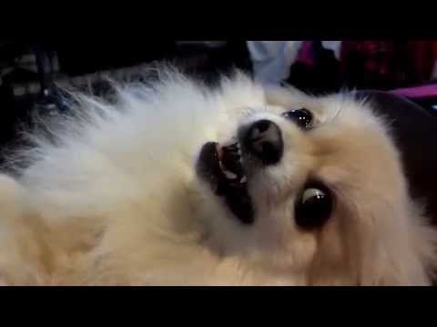 pomeranians - These are Angus and Cara, my Pomeranians. Angus has issues...enough said! See more of Angus being naughty: http://www.youtube.com/watch?v=_fzZqryuUU0 http://...