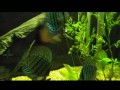 el acuario de rojo