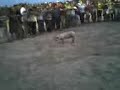 FAYON; cerdo engrasado fiestas 2007