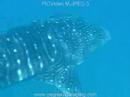 Mozambique Whale Shark #1