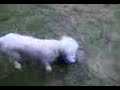 My Dog as a Puppy chasin a ball around My Dog as a Puppy chasin a ball around