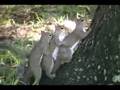 videos de squirel gang bang