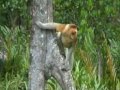 Proboscis Monkey Love in Borneo