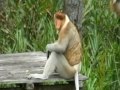 Proboscis Monkey Love in Borneo