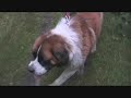 Saint Bernard Dog - bernardyn Bazyl - cool , tough guy
