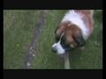 Saint Bernard Dog - bernardyn Bazyl - cool , tough guy
