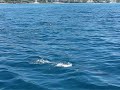 Hawaiian spinner dolphins