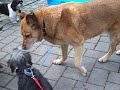 doggies playing doggies playing
