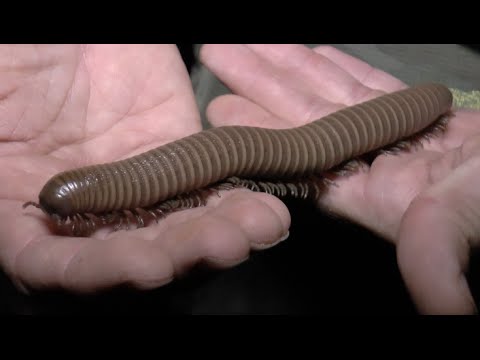 YouTube reptile video