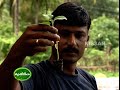 Large scale vegetable cultivation by farmers at Palakkadu district through VFPCK