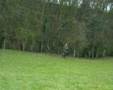 PHEASANT SHOOTING english driven part one
