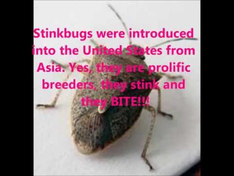 how to eliminate stink bugs