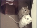 Funky Gerbil - Parry Gripp