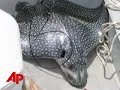 Stingray Leaps From Water, Killing Woman Stingray Leaps From Water, Killing Woman