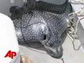 Stingray Leaps From Water, Killing Woman