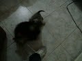 Nikita e Julieta, dupla explosiva