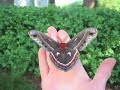 Maudslay State Park - Jr. Rangers learn about Cecropia Moths