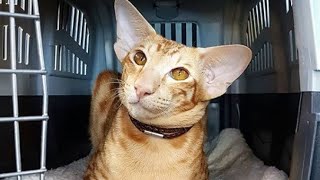 Smart Oriental Shorthair Cat Kaiser : Orientalisch Kurzhaar