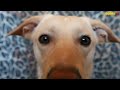 Шарик Шоу - Выключи музыку (выпуск 7)