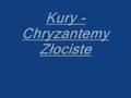 Kury - Chryzantemy Złociste
