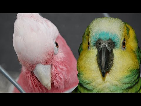 Galah Cockatoo vs Blue Fronted Amazon parrot Galah Cockatoo vs Blue Fronted Amazon parrot