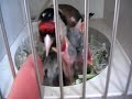 Darrrrek - Breeding Carduelis major45