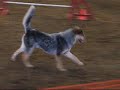 Sir Tucker of Rothchild USDAA Starters Standard 04/09/2006