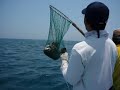 沱濘列島,,,,手繩vs青班大混戰