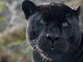 Wonderful Black Panther Pictures to Brule's 'A Warrior's Song', Composed by Paul LaRoche--Album 'We The People'....No Copyright Infringement Intended..... Like to Thank the internet for the use of the pictures and 'Brule' for such a Beautiful song and of course, The Sentinel.