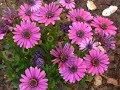 Laat ons een bloem.....((lied Louis Neefs))