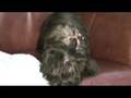 videos de Maggie the Yorkie Poo