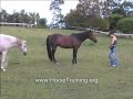 Passage & Piaffe at Liberty - www.HorseTraining.org