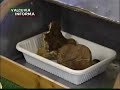 Tempo di funghi e in Valcuvia arriva il micologo
