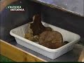 Tempo di funghi e in Valcuvia arriva il micologo