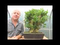 Bonsai - Getting Something From Nothing! 