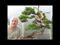 Preparing Bonsai for Exhibition