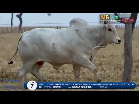 2 DE OLHO NA FAZENDA NELORE BIRIGUI