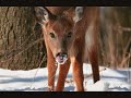 Jay Kirkpatrick, Ph.D., a prize winning wildlife researcher with more than 20 years experience in the filed of contraception and wildlife reproduction. It's here and it works. Hunting public has been trying to negate and lie about the effectiveness, cost and safety of IC (Immunocontraception)