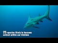 JAWSTORY - Save The Sharks: http://t.co/5qeLYl60 via @youtube