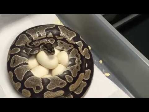 YouTube reptile video