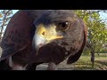 ハリスホークは、カラスを連れて戻ってくる。