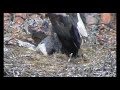 MIRANDA DE EBRO, NIDO DE CIGÜEÑAS.wmv